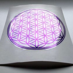 Violicna Roza zivljenja_01