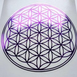 Violicna Roza zivljenja_02