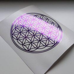 Violicna Roza zivljenja_03